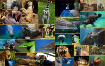 1-Kolaż-zwierzęta-ZOO-Wrocław.jpg-1-336x210