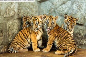 zoo wrocław tygrysy sumatrzańskie