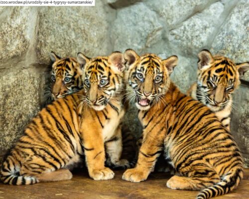 zoo wrocław tygrysy sumatrzańskie