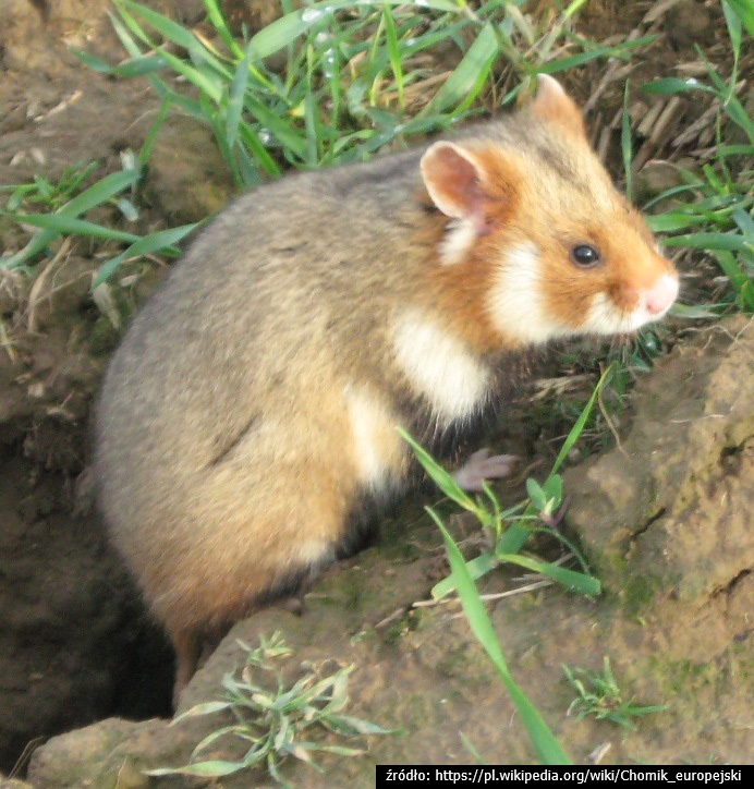 Widl Hamster Wrocław ZOO