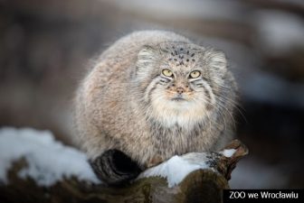 Zoo 4 Manul Zarina zima_mb