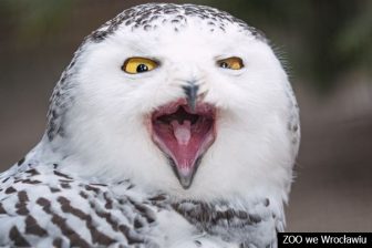 sowa śnieżna (4)_mb