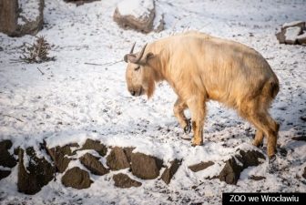 takin złoty zima_mb