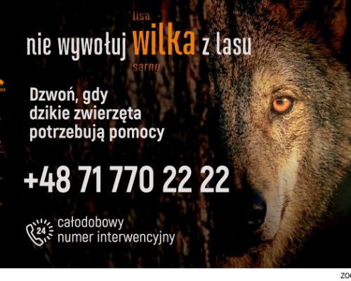 dzikie w mieście Miłek