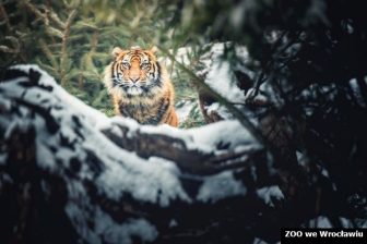 Tygrys sumatrzański zima poglądowe_mb
