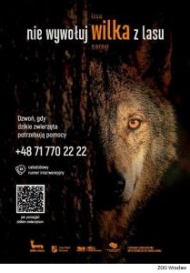 plakat wilk dzikie w mieście 2.0_mb