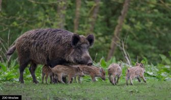 zdjęcie ilustracyjne dzikie w mieście 2. Dzik (Sus scrofa) samica - locha z warchlakami - pasiakami_mb
