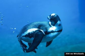 zoo poglądowe Pingwin przylądkowy-3_mb