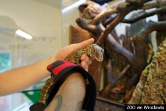 Waran z Komodo (1)_mb