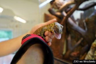 Waran z Komodo (2)_mb