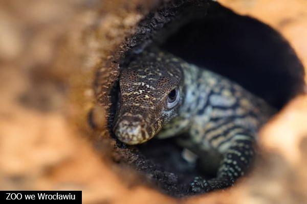 waran z komodo - narodziny w zoo wrocław